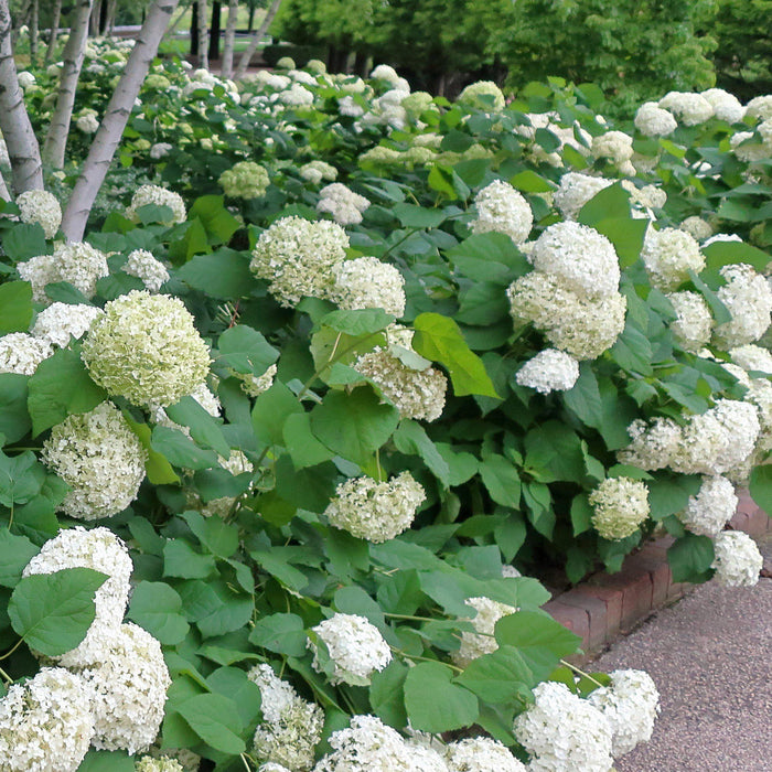 Hydrangea arborescens 'Annabelle'  - Mophead Hydrangea, Annabelle Hydrangea - Shipped