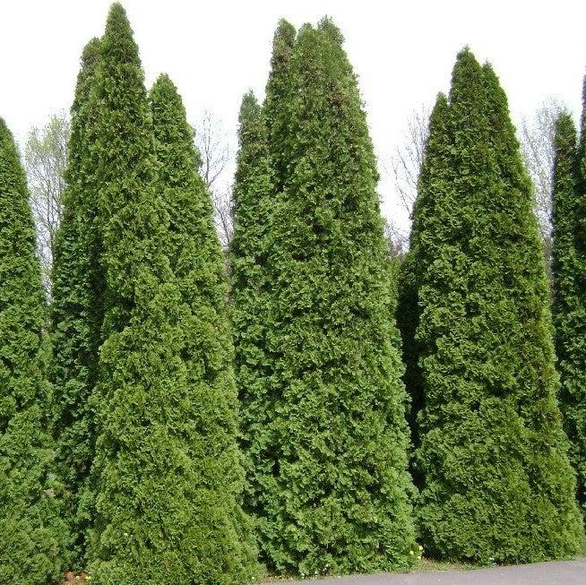 Thuja occidentalis 'American Pillar'  - Full Speed A Hedge® Arborvitae - Shipped