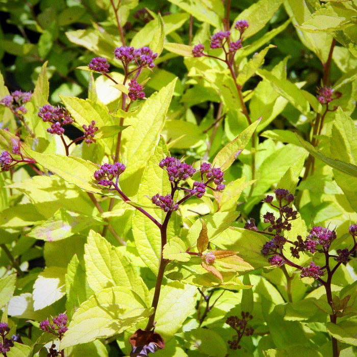 Spiraea japonica 'Goldmound'  - Goldmound Spirea - Shipped