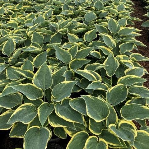 First Frost Hosta - Shipped