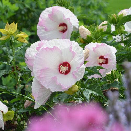 Hibiscus 'Ballet Slippers'  - Summerific® Ballet Slippers Hibiscus - Shipped