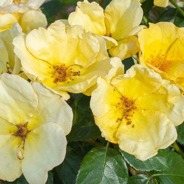 Rosa 'SRPylwko' PP 35,465  - Easy Bee-zy™ Knock Out® Rose - Shipped
