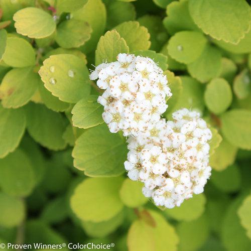 Glow Girl® Birchleaf Spirea - Shipped