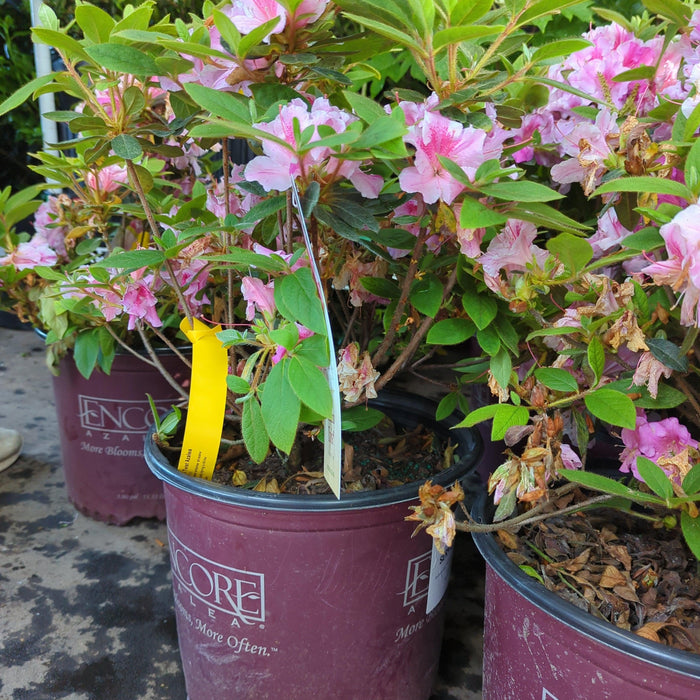 Rhododendron ‘Conlep’  - Encore® Autumn Twist™ Azalea - Shipped