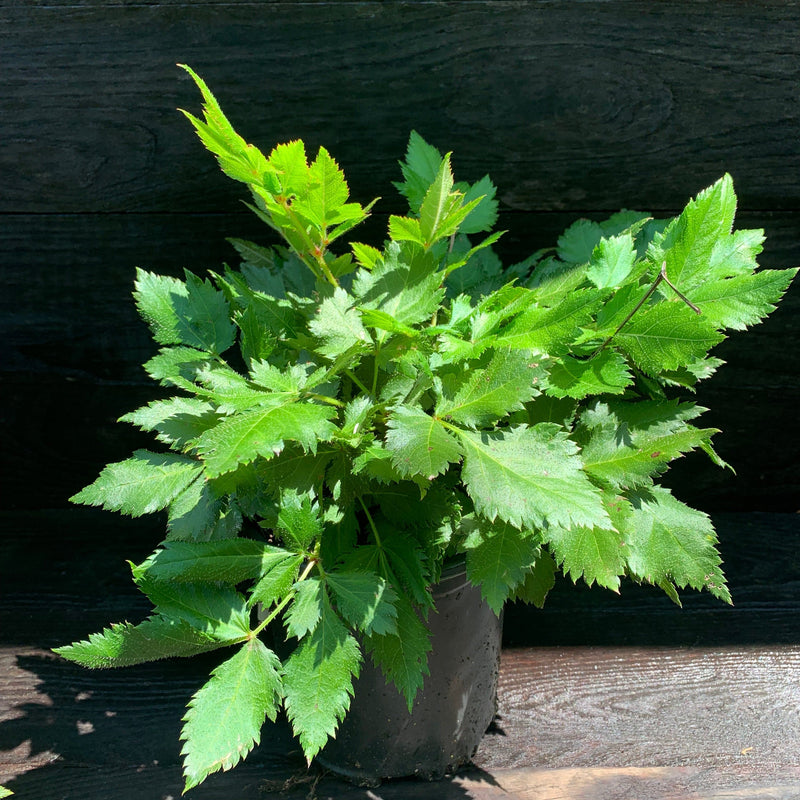 Visions Chinese Astilbe, False Goat's Beard - Shipped