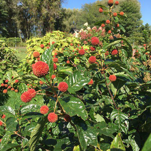 Cephalanthus occidentalis 'SMCOSS'  - Sugar Shack® Buttonbush - Shipped