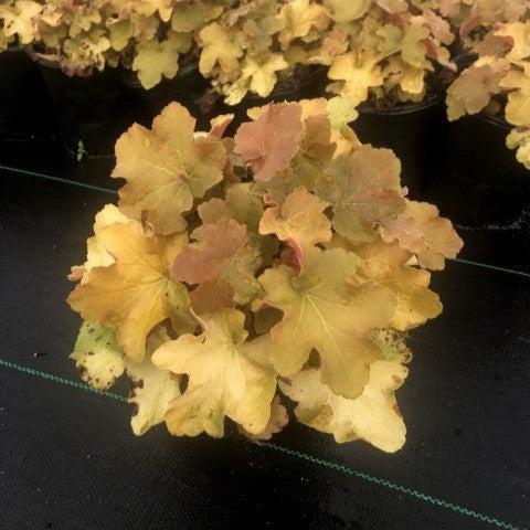 Heuchera 'Caramel' PP16,560  - Caramel Coral Bells, Heuchera - Shipped