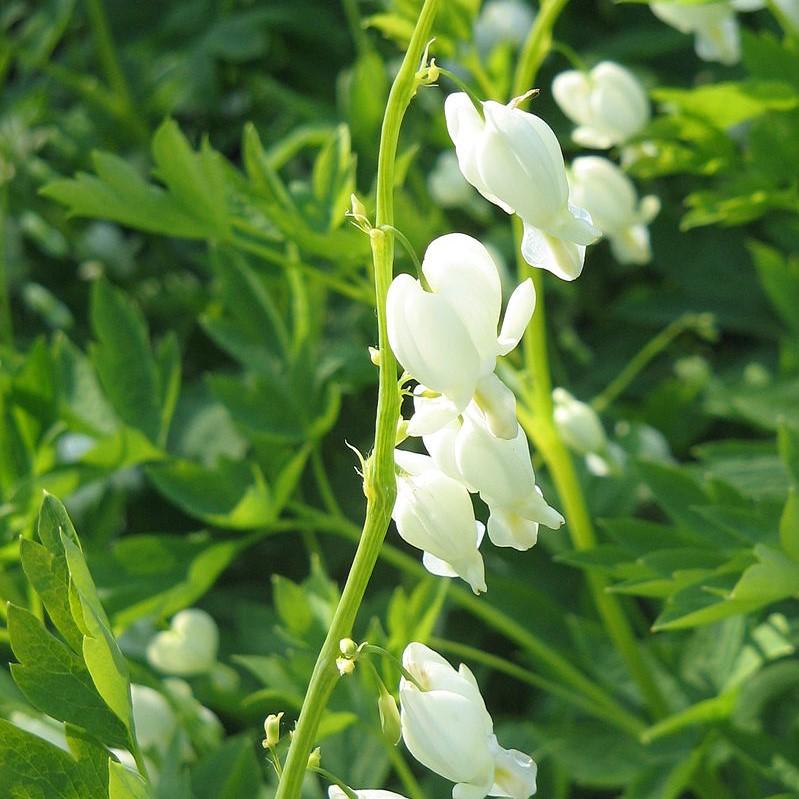 White Bleeding Heart - Shipped