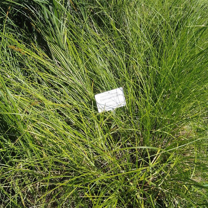 Carex vulpinoidea  - Fox Sedge - Shipped