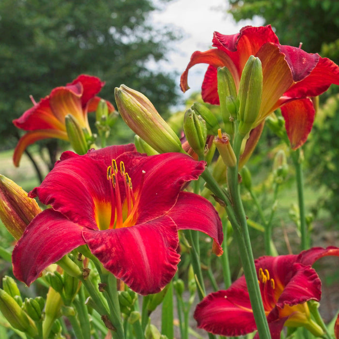 Hemerocallis 'Chicago Apache'  - Chicago Apache Daylily - Shipped