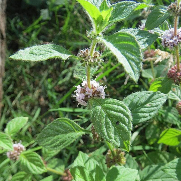 Mentha arvensis  - Wild Mint - Shipped