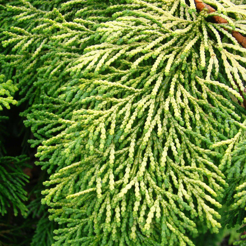 Golden Hinoki False Cypress - Shipped