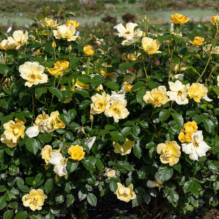 Rosa 'SRPylwko' PP 35,465  - Easy Bee-zy™ Knock Out® Rose - Shipped