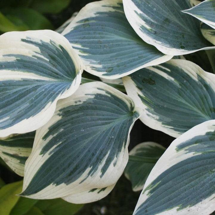 Hosta 'Blue Ivory'  - Blue Ivory Hosta - Shipped