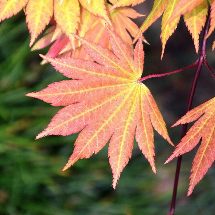 Acer shirasawanum 'Autumn Moon'  - Autumn Moon Japanese Maple - Shipped