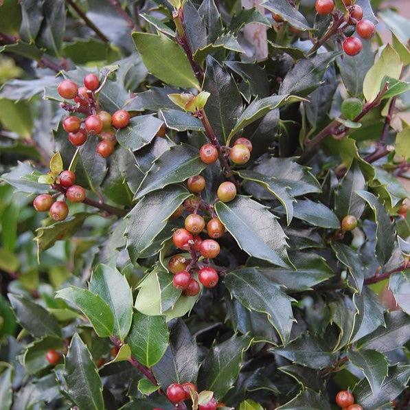 Ilex x meserveae 'Blue Maid'  - Blue Maid Holly - Shipped