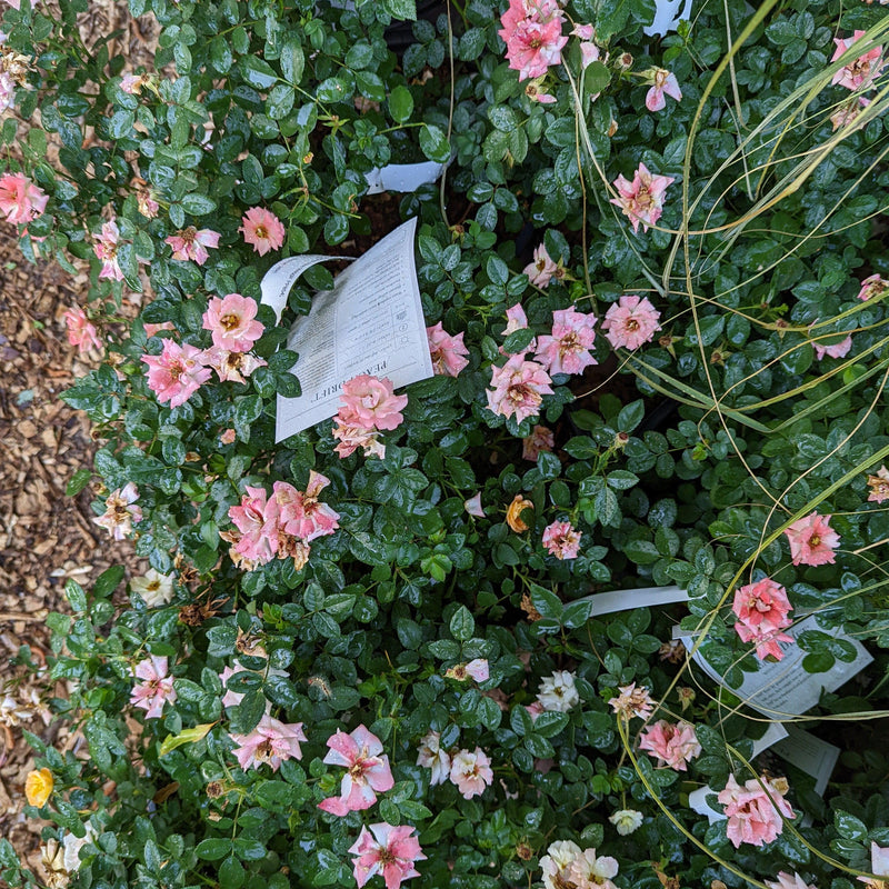 Peach Drift® Rose - Shipped