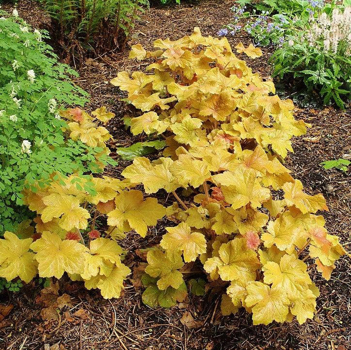 Heuchera 'Caramel' PP16,560  - Caramel Coral Bells, Heuchera - Shipped