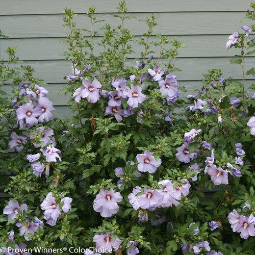 Azurri Blue Satin® Rose of Sharon - Shipped
