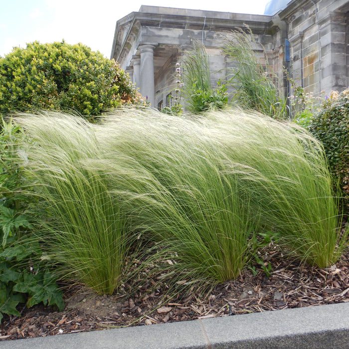 Nassella tenuissima  - Mexican Feather Grass - Shipped