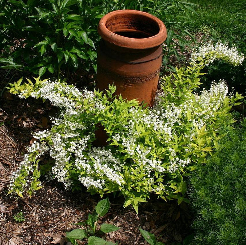 Chardonnay Pearls® Deutzia - Shipped