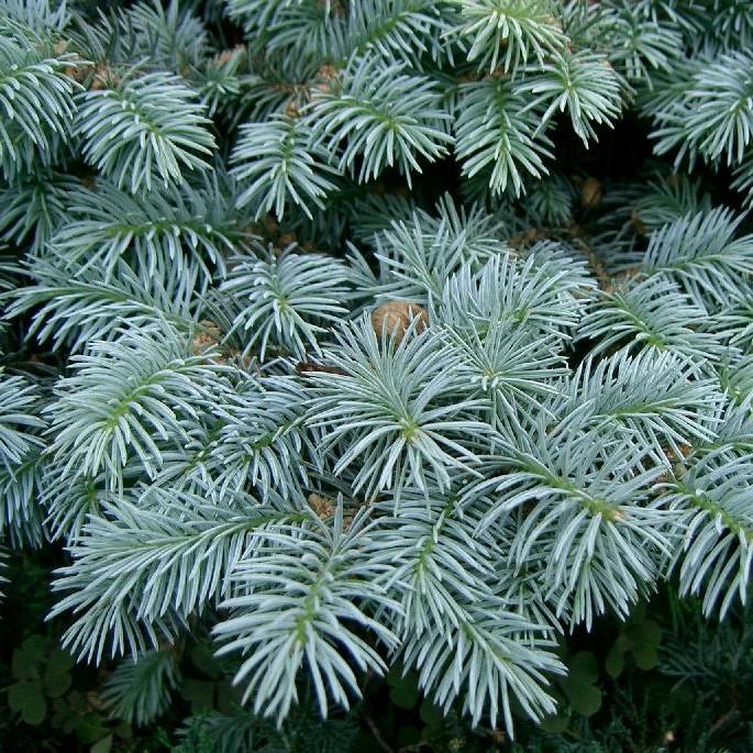 Picea pungens 'Globosa'  - Globe Blue Spruce - Shipped