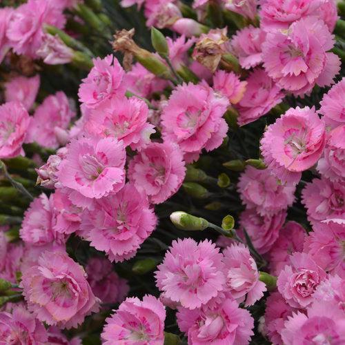 Fruit Punch® Sweetie Pie Dianthus - Shipped