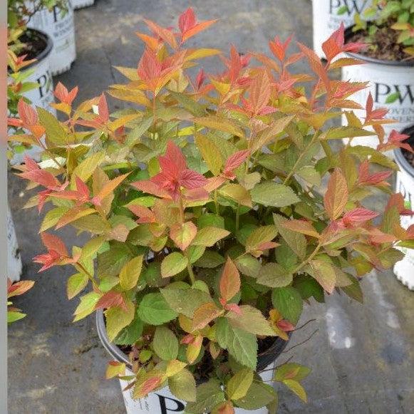 Double Play® Doozie Spirea - Shipped