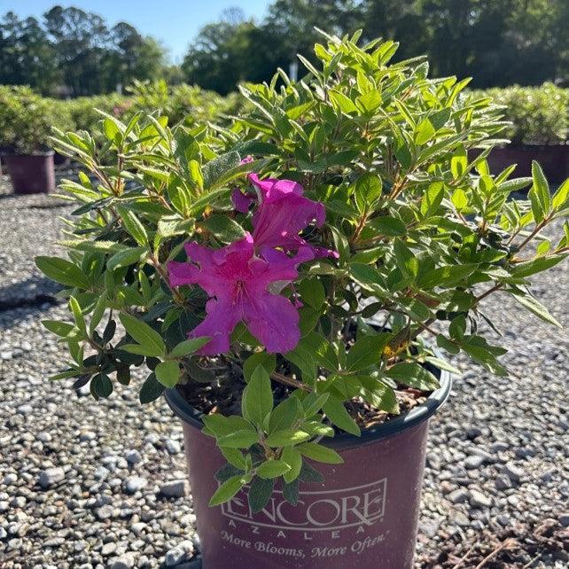 Rhododendron ‘Roblee’  - Encore® Autumn Sangria™ Azalea - Shipped