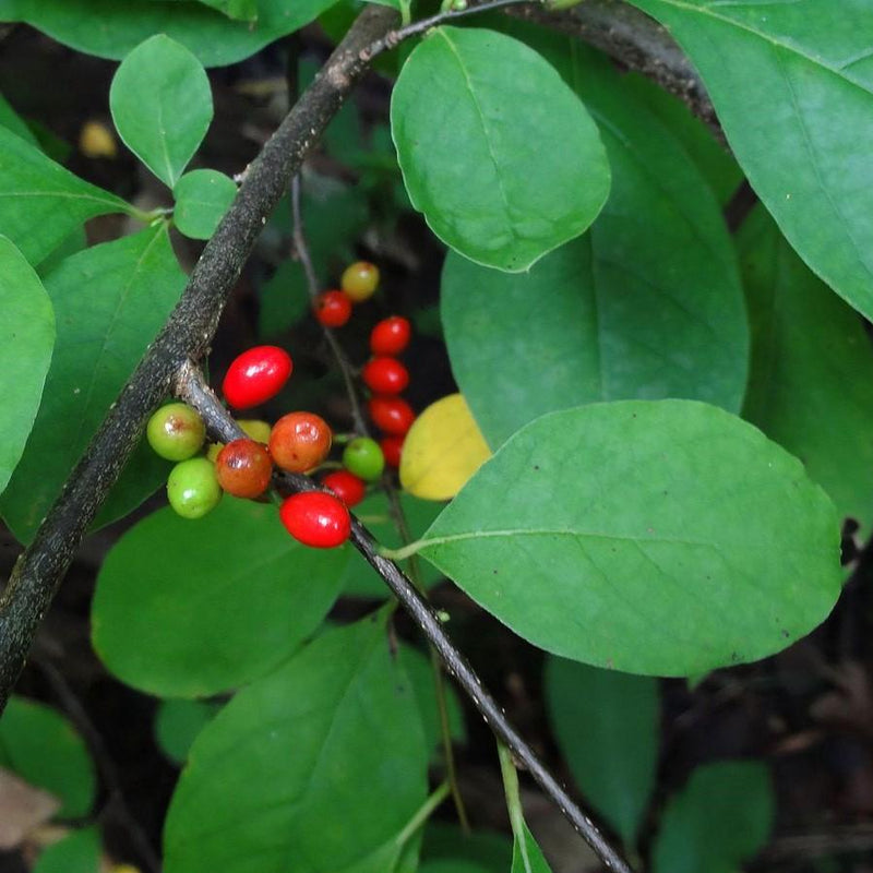 Spice Bush - Shipped