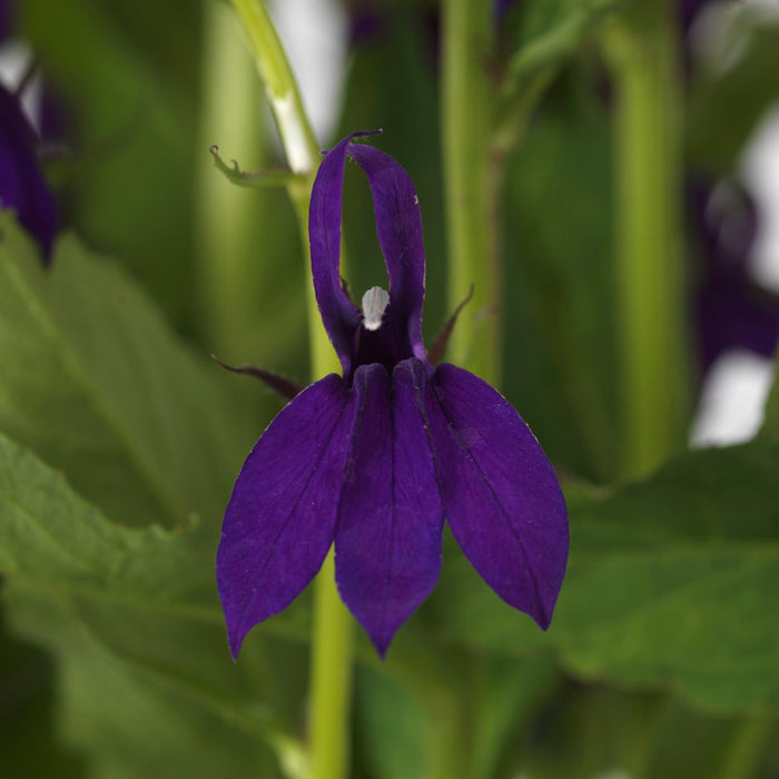 Lobelia x speciosa 'PAS1302712'  - Starship™ Blue Cardinal Flower - Shipped