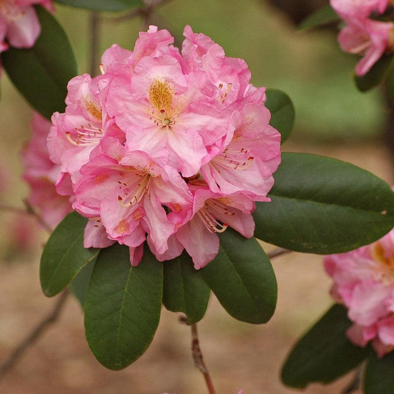 Scintillation Rhododendron - Shipped