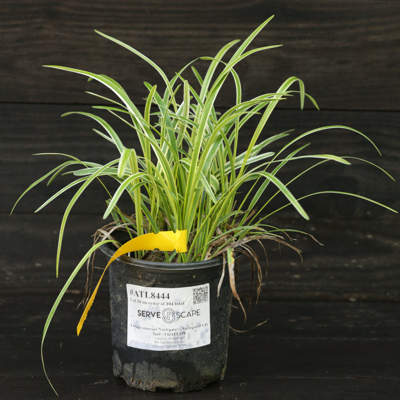 Variegated Lily Turf - Shipped