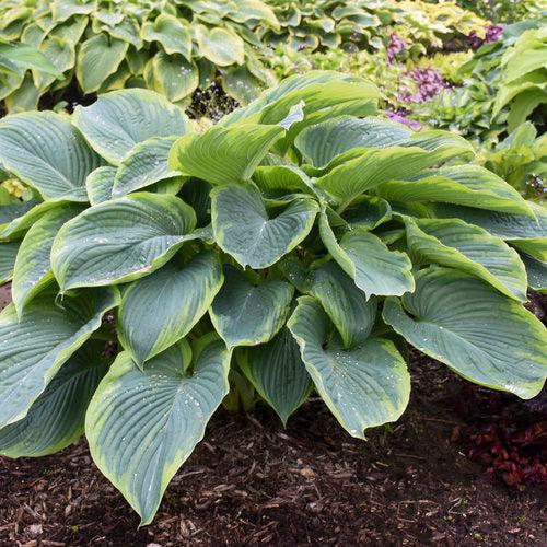 PW® Shadowland® Wu-La-La Hosta - Shipped