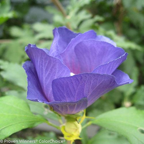 Azurri Blue Satin® Rose of Sharon - Shipped