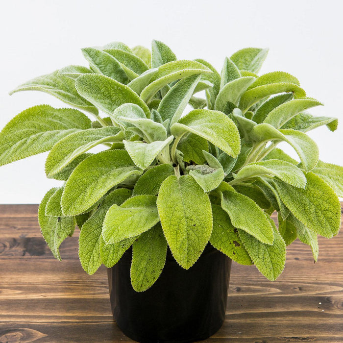 Giant Lamb's Ear - Shipped