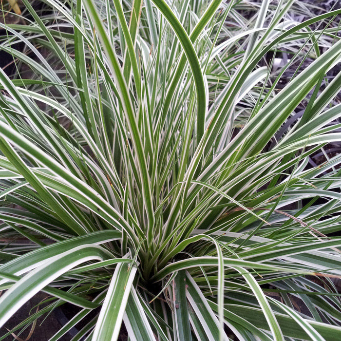 Carex oshimensis 'CarFit01'  - Evercolor® Everest Variegated Sedge - Shipped