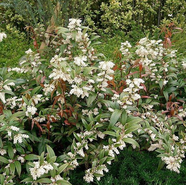 Coastal Leucothoe - Shipped