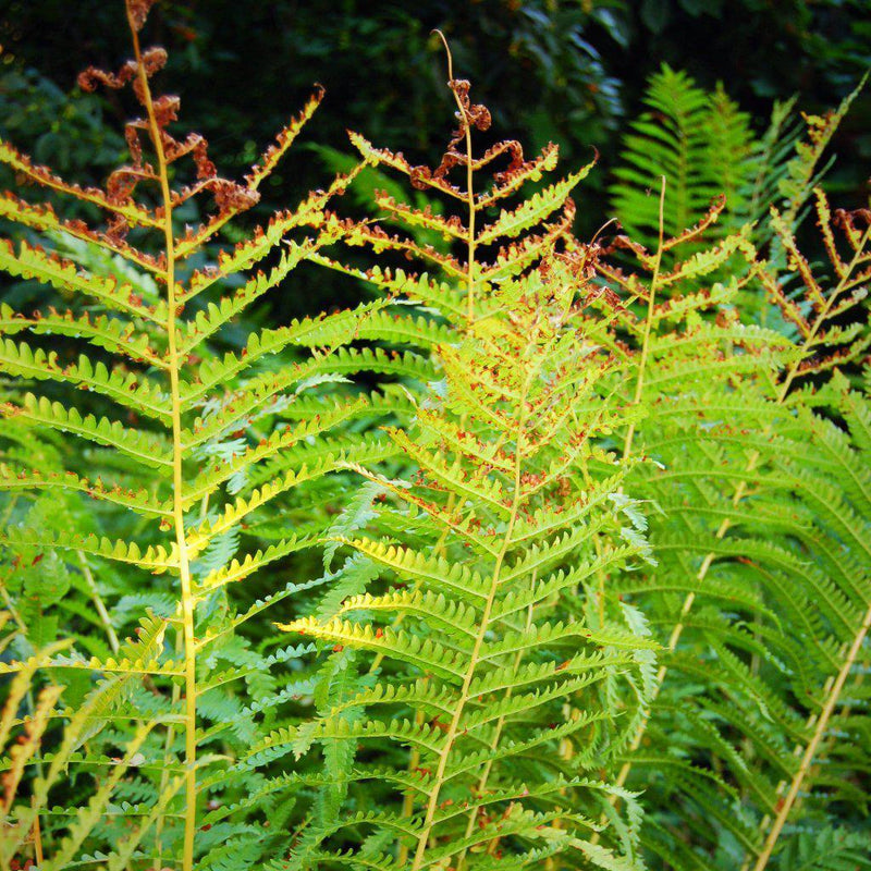 Cinnamon Fern - Shipped