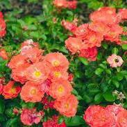 Coral Drift® Rose - Shipped