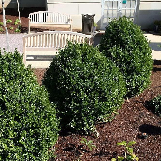 Buxus 'Green Mountain'  - Green Mountain Boxwood - Shipped