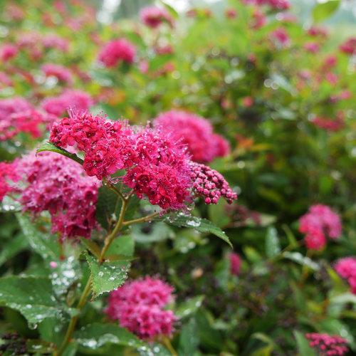 Double Play® Doozie Spirea - Shipped