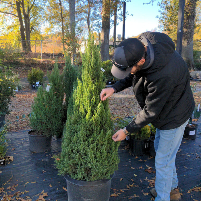 Juniperus chinensis 'Blue Point'  - Blue Point Juniper - Shipped