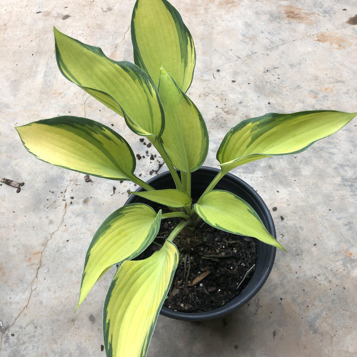 Hosta 'June'  - June Hosta - Shipped