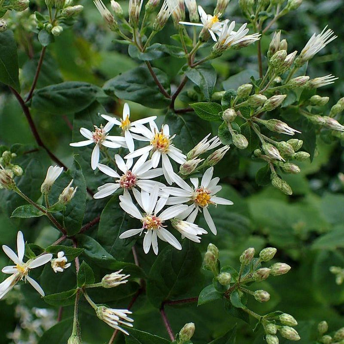 Aster divaricatus  - White Wood Aster - Shipped