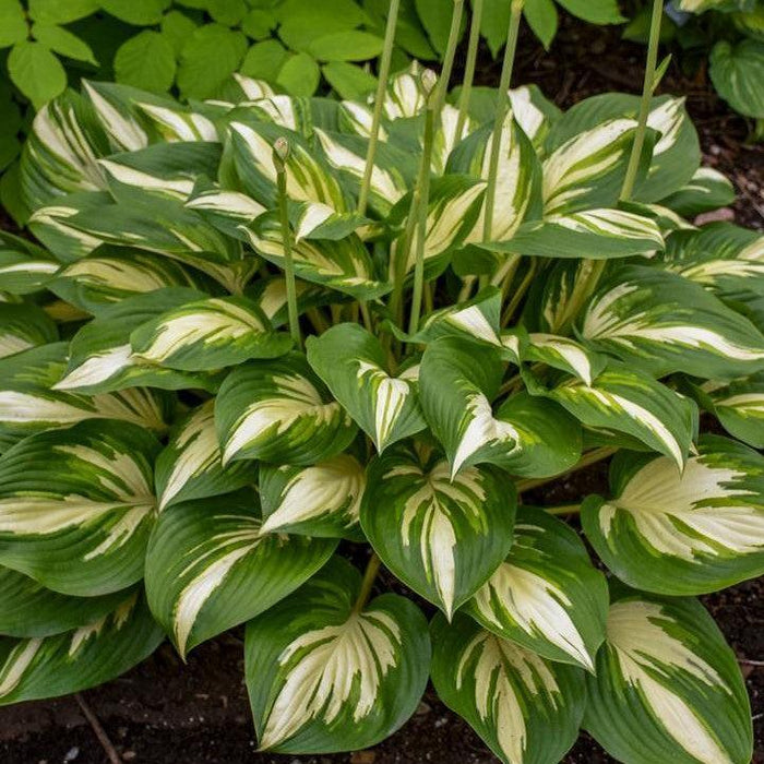 Hosta 'Miss America' PP32,068  - PW® Shadowland® Miss America Hosta - Shipped