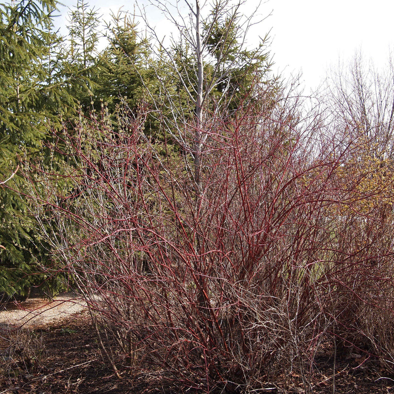Bailey Red Twig Dogwood - Shipped