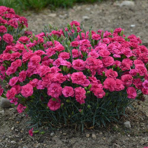 Fruit Punch® Raspberry Ruffles Dianthus - Shipped