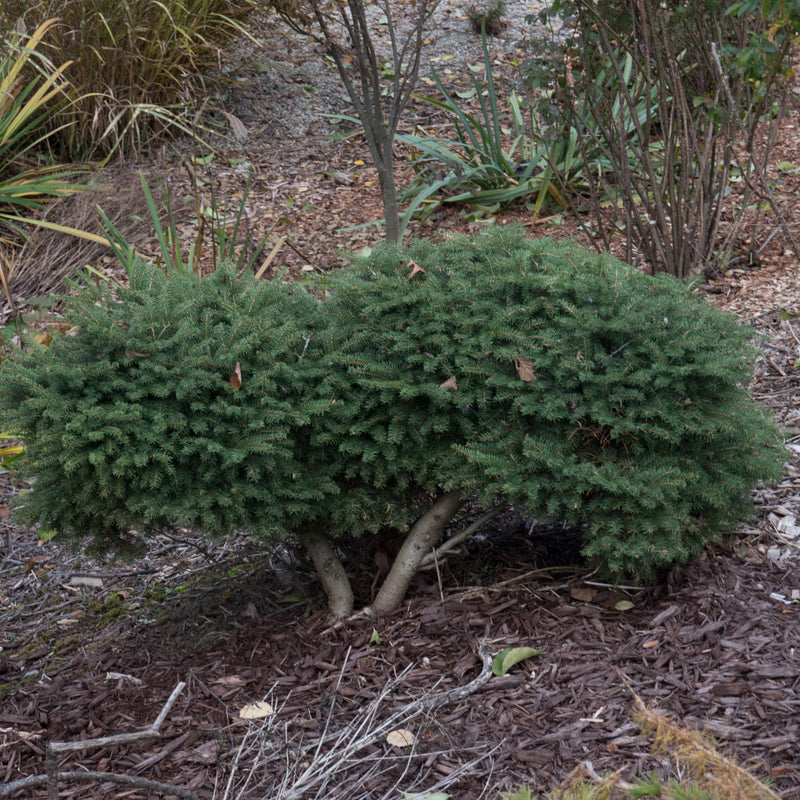 Bird's Nest Spruce - Shipped
