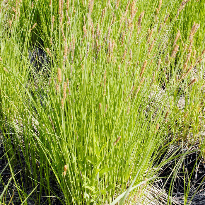 Carex stricta  - Tussock Sedge - Shipped